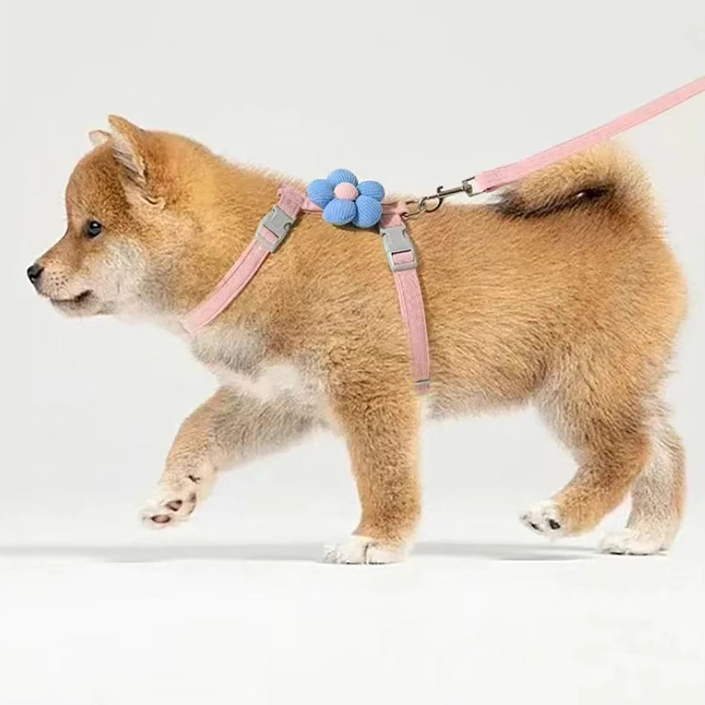 Ensembles harnais et laisse pour chats, harnais réglable pour petits chiens, laisse et harnais respirants pour promener les chiens, sangle pour chien, accessoire pour chat